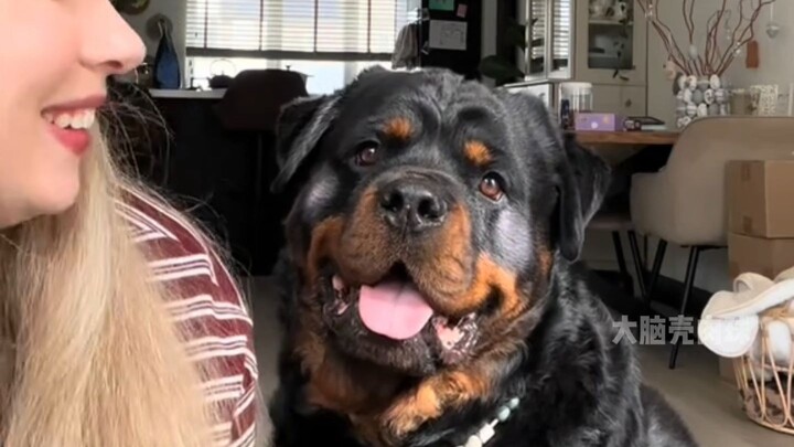 Anjing: Kasih juga blush on buat si Woof biar terlihat lebih imut~