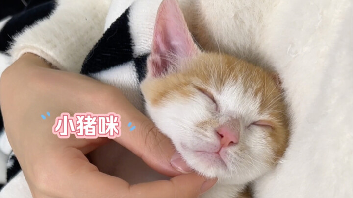 Việc nuôi mèo trên mạng của các bạn đã biến thành nuôi heo trên mạng.