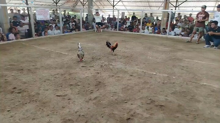 6x Ng black dom naten