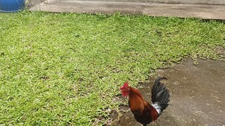 5 months old first spar