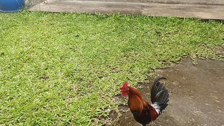 5 months old first spar