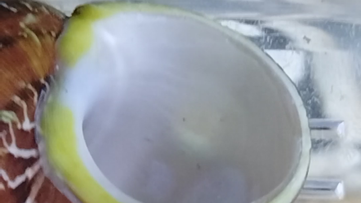 (زائف) سمعت أن كثيرًا من الناس بذلوا جهدًا هائلًا لمحاولة تربية الأخطبوط السفينة، لكنهم فشلوا في الن