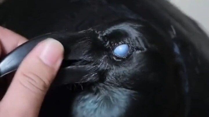 Kalau ada burung yang paling bau anjing, pastilah gagak!