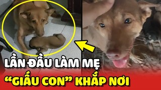 Sen BẤT LỰC trước cô chó lần đầu LÀM MẸ thích mang con ĐI GIẤU 😂 | Yêu Lu