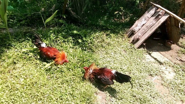 spar 11mnths vs 10 months