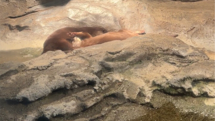 Little otter’s happiness is really simple!