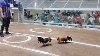 3cock derby bantam bantex feb 19 apalit arena entry name jettfighter 2nd  fight  win