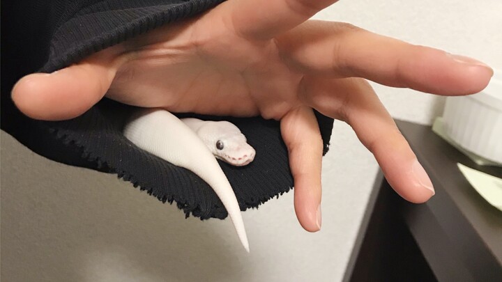 Shadow Snake Hands! Shadow Snake Hands! Shadow Snake... Hurry up already!