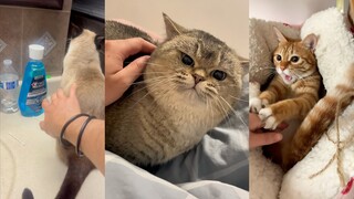 Kucing lucu seperti ini, untuk apa melarang membelainya?