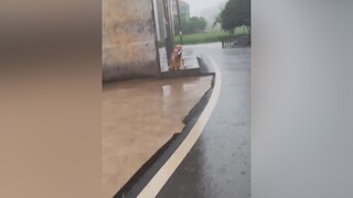 Ước gì có em cún như này 😍 pet chó dog QuocKhanh2021 ONhaVanVui