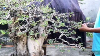 bonsai Time lapse - tamarind sumo update - bonsai philippines