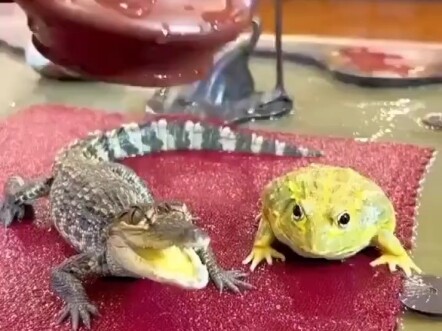 老爷子换新茶宠了