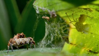 【精彩片段】以其他各种蜘蛛为食的孔蛛！能力超常的蜘蛛杀手！