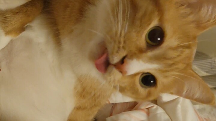 Kucing, kenapa sampai kamu juga ikut-ikutan.