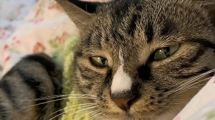 Just wondering, do your cats have to cuddle with you while they sleep?