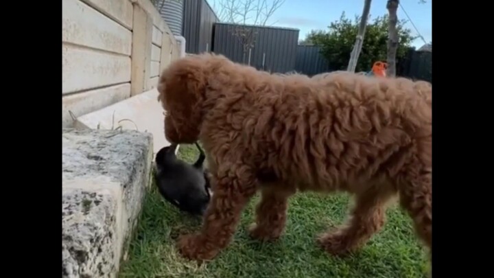 Bulu domba tak bersuara, hanya penuh kejahatan