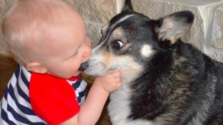 I Bet You Won't Stop Laughing While Watching This Video | Pet Squad