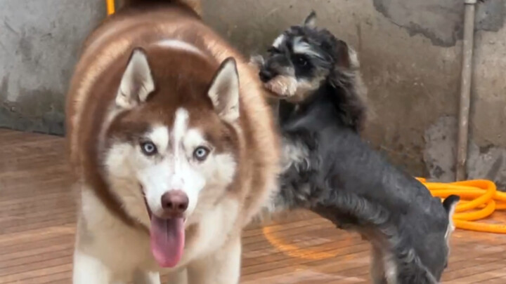 Do all dogs just do a half-assed job like this?