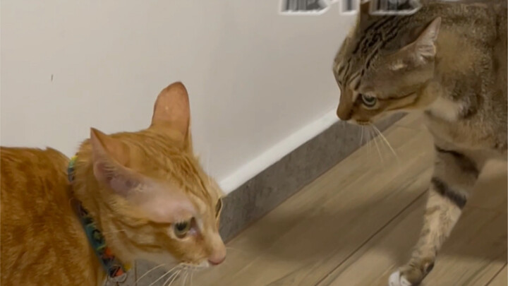 ตอนนี้ลูกแมวเก่งเรื่องหลอกให้คนเอามาเลี้ยงแล้วนะ!