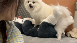 After an awkward eye contact with the dog, the atmosphere seemed even more awkward.