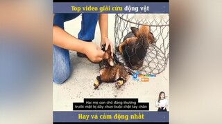 giải cứu hai con chó 🐶reviewphim nntreview2 reviewphimhay mereviewphim