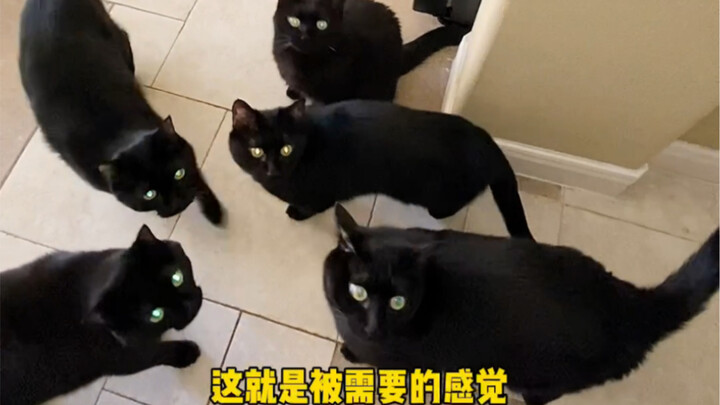 ตื่นเช้ามาเจอแมวดำ 15 ตัวเป็นยังไงบ้าง?