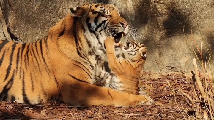 “Harimau jantan gagah membawa anak” – ayah baik yang tak marah meski digigit-gigit oleh anak harimau