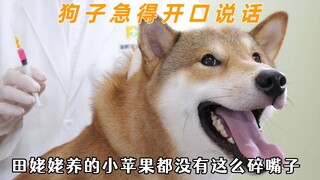 狗子急得差点说人话，讨厌没有边界感的主人