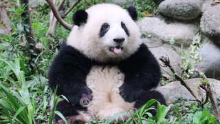 [Panda Hehua] เจ้าหมีจ้ำม่ำ