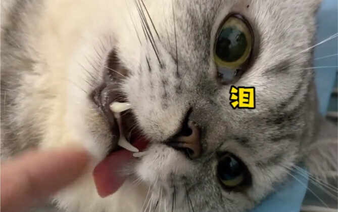 Maaf, Pudding. Mama sudah berjuang keras mempertimbangkan ini, tapi pada akhirnya tetap mengambil ke