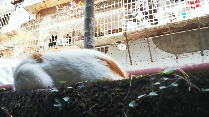 Secretly touching a stray cat’s most sensitive spot—its reaction is hilarious!