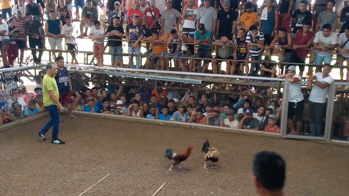 Boston sweater in action 🔥