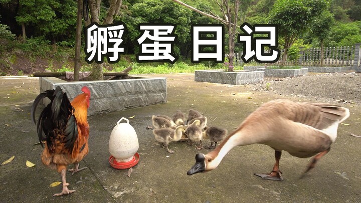 Hộ Tử Cuồng Ma!