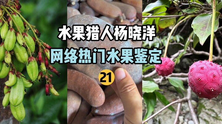 [Fruit Hunter x Hunter] Online Hit Fruit Identification 21