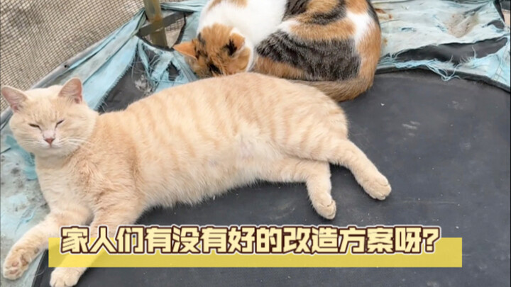 家人们能不能提供一些好的改造方案呀？