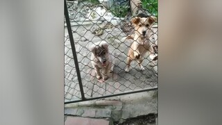 Đi chơi xong về đói quá. yeucho yeuchomeo cún cúncon chó chómèo chócon chó_cưng chókhôn yeuchomeo cưng chócute pet dog dogsoftiktok