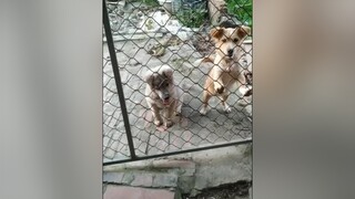 Đi chơi xong về đói quá. yeucho yeuchomeo cún cúncon chó chómèo chócon chó_cưng chókhôn yeuchomeo cưng chócute pet dog dogsoftiktok