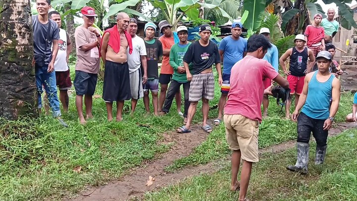 tupada time nanaman nag salpukan ang mga walang tari 🤣🤣🤣