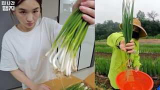 쪽파가 자라는 속도 ㄷㄷㄷ  (feat.포항 노다지마을) ㅣHamzy