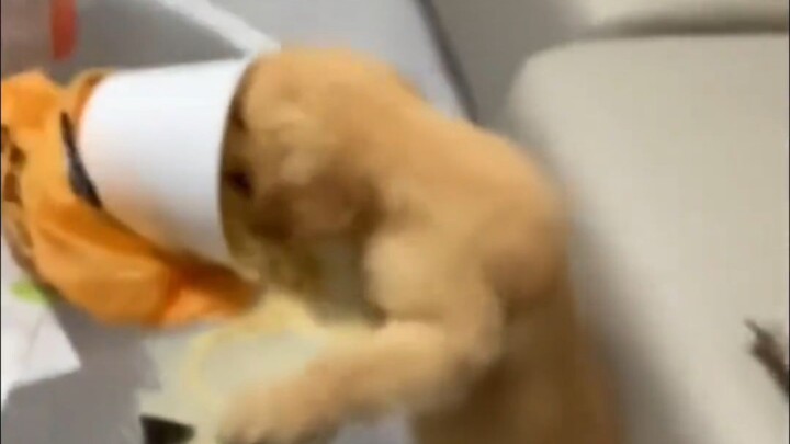 Common Dog! Epic Dog! Top-Notch Dog! Rare Dog! Super Rare Dog! wkkkkkkkk! Legendary Dog!