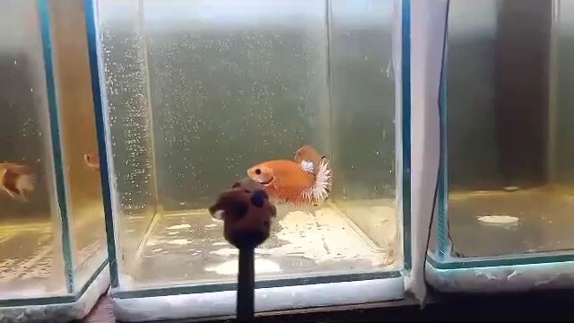 hmpk orange base ctto