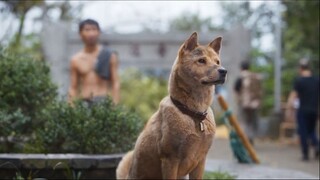 HACHIKO FULL MOVIE 2023