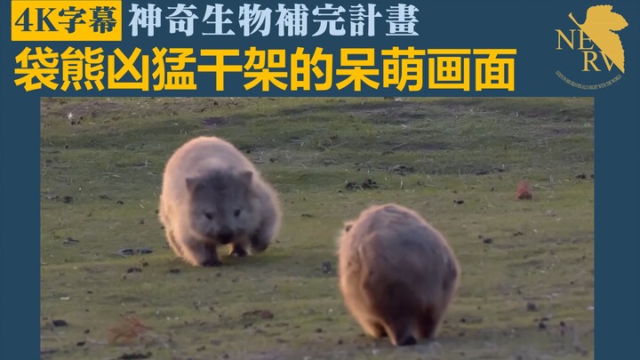 [4K Subtitled] Adorably Clumsy Wombat Brawl — Magical Creatures Compendium 005