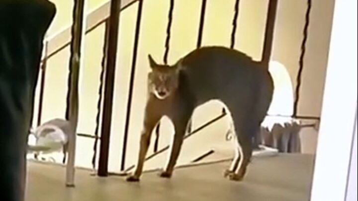 Reaksi Nyata Kucing yang Ketakutan