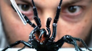 What is the purpose of extracting venom from the world's most venomous spider?