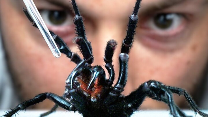 What is the purpose of extracting venom from the world's most venomous spider?
