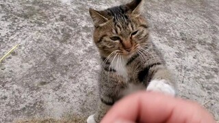 [Animal] My cat knows to take revenge!