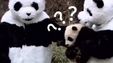 [Animals]Confused and cute behavior of animals
