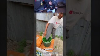 kabarnya sehari jual ini dapat untung 12 juta