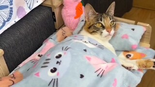 Cat says goodnight to you